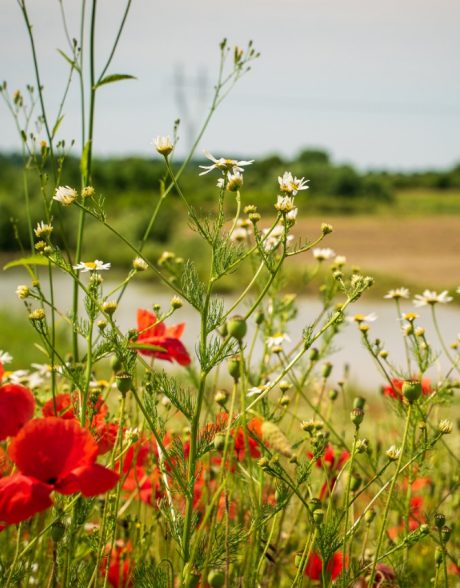 Biologisk mångfald - Stenstrup lergrav