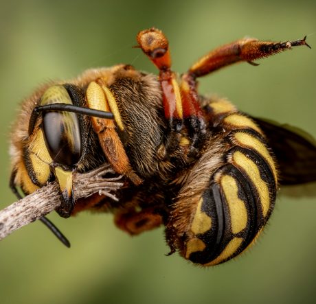 синя пчела-дърводелец - Европейска пчела-грънчарка