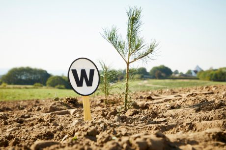 Tree planting project Denmark 2024