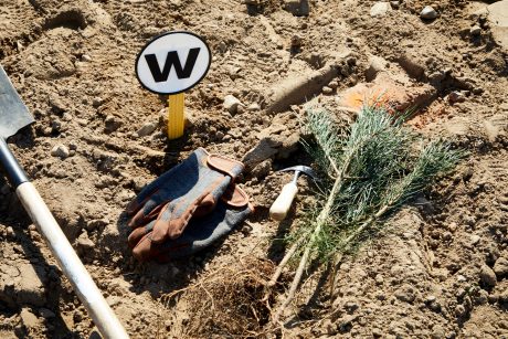 Tree planting project Denmark 2024