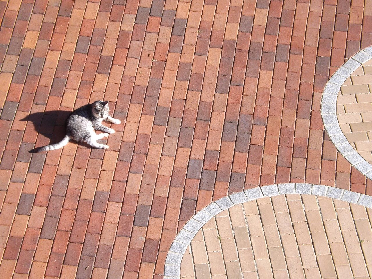 paver, flower, motive, cat, Blume Husum gelbbunt 200x100x52; Titan braunanthrazit 200x100x52